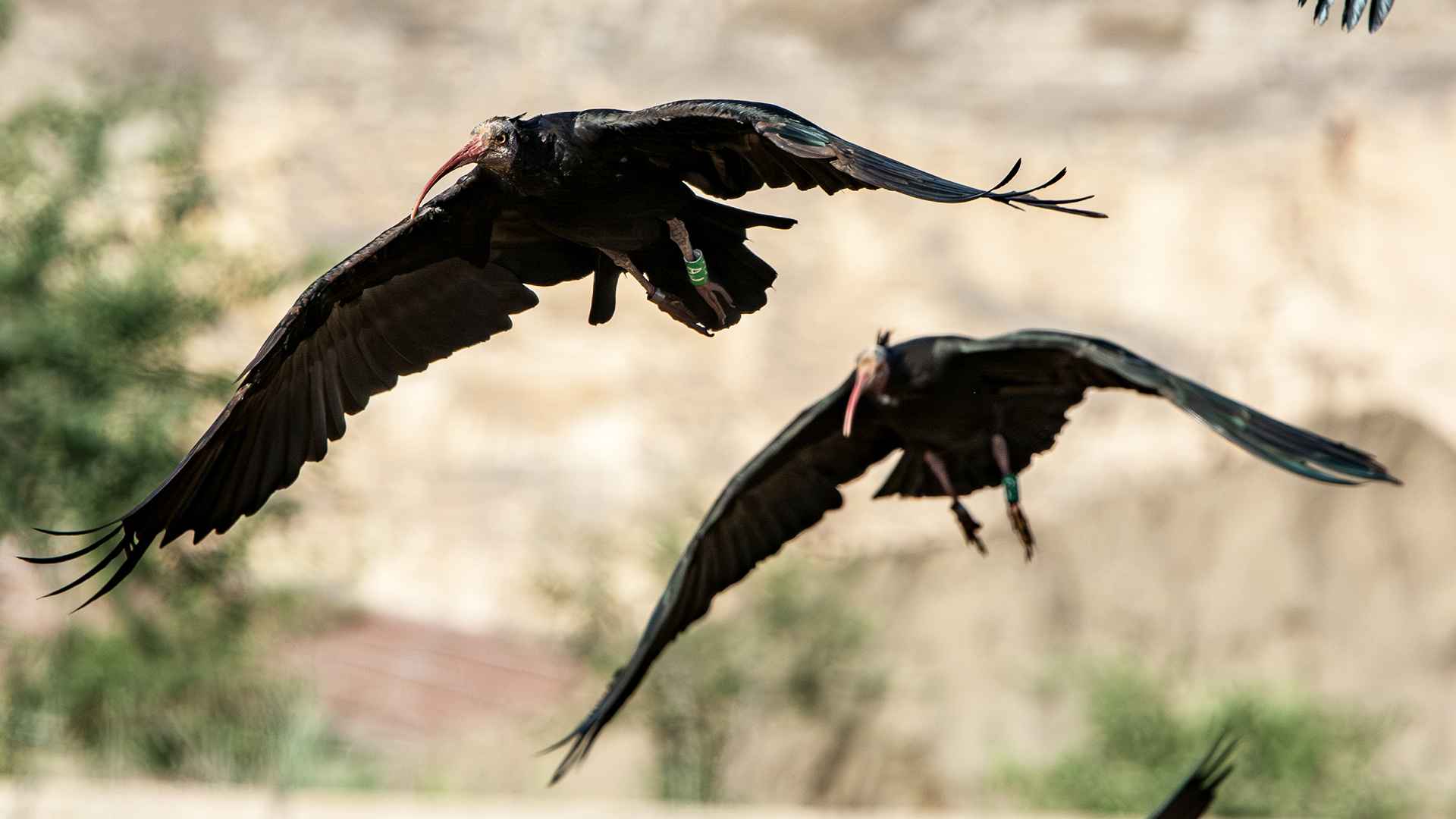 Northern Bald Ibis